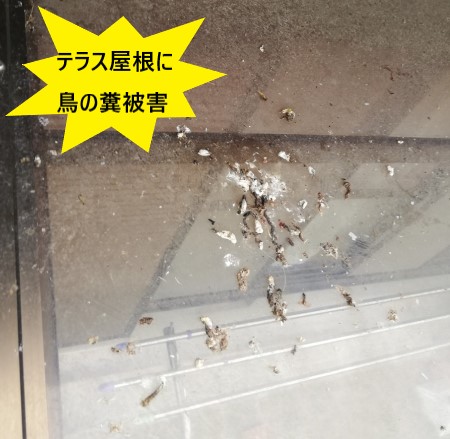 テラス屋根　鳥の巣被害　鳥の糞